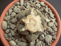 Ariocarpus fissuratus v. lloydii